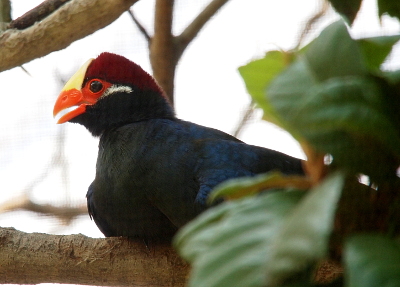 [The bird sits on a thick branch; its legs and feet are not visible. Its body is blue and black. Its head is black, maroon, light-yellow, and red and has a white stripe through the black portion. Its bill is orange.]